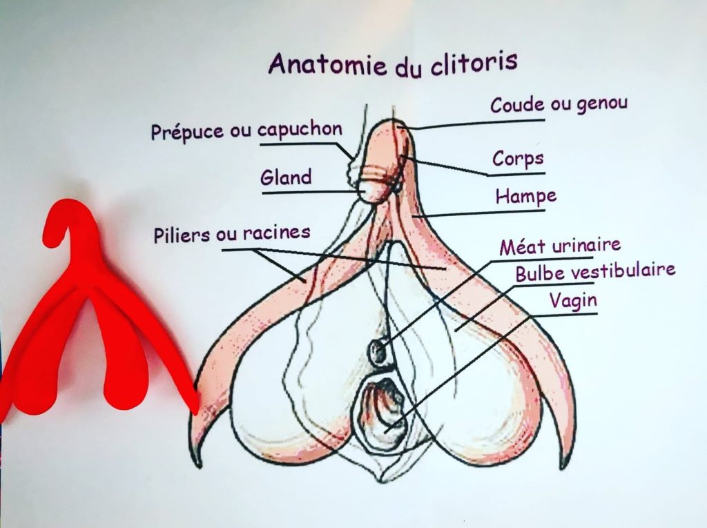 Clitoridienne ou Vaginale